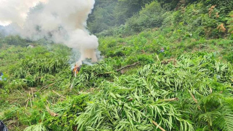 Полицията изгори 1.7 тона канабис, открит за ден в ниви край Сандански и Петрич